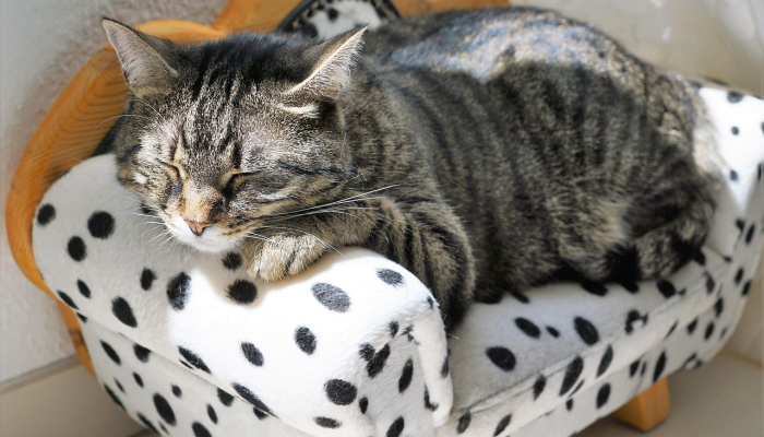 金华现在最新疫情：了解最新动态与防护措施