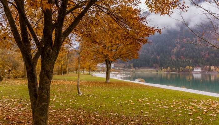 樱花校园疫情最新:校园生活的挑战与希望 樱花校园疫情最新:校园生活的挑战与希望