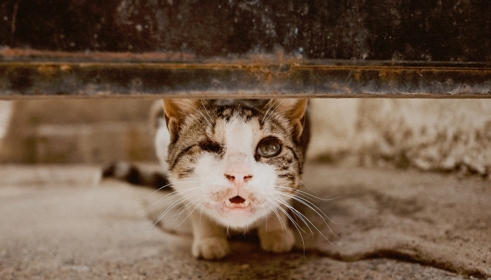 中国熊猫最新疫情：传承与保护的历程