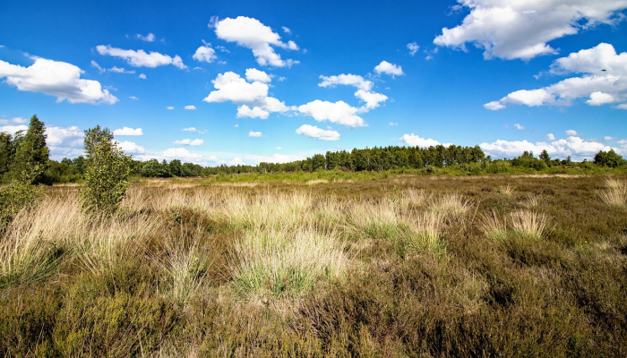 黑马河最新疫情：让我们共同守护健康