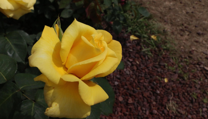 潍坊昌乐疫情政策最新 潍坊昌乐疫情政策最新