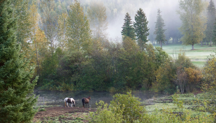 内蒙古病毒疫情最新通报:防疫进展与未来展望 内蒙古病毒疫情最新通报:防疫进展与未来展望